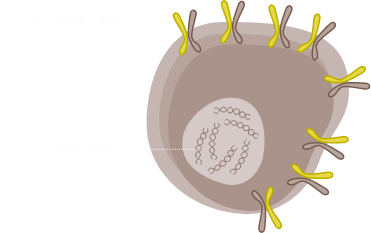   HER2+癌细胞